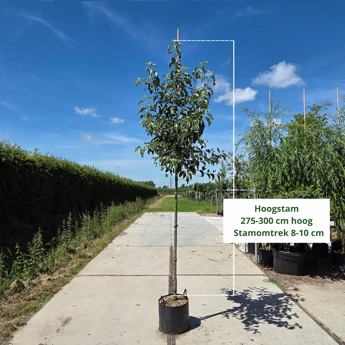 Elstar Appelboom (favoriet)