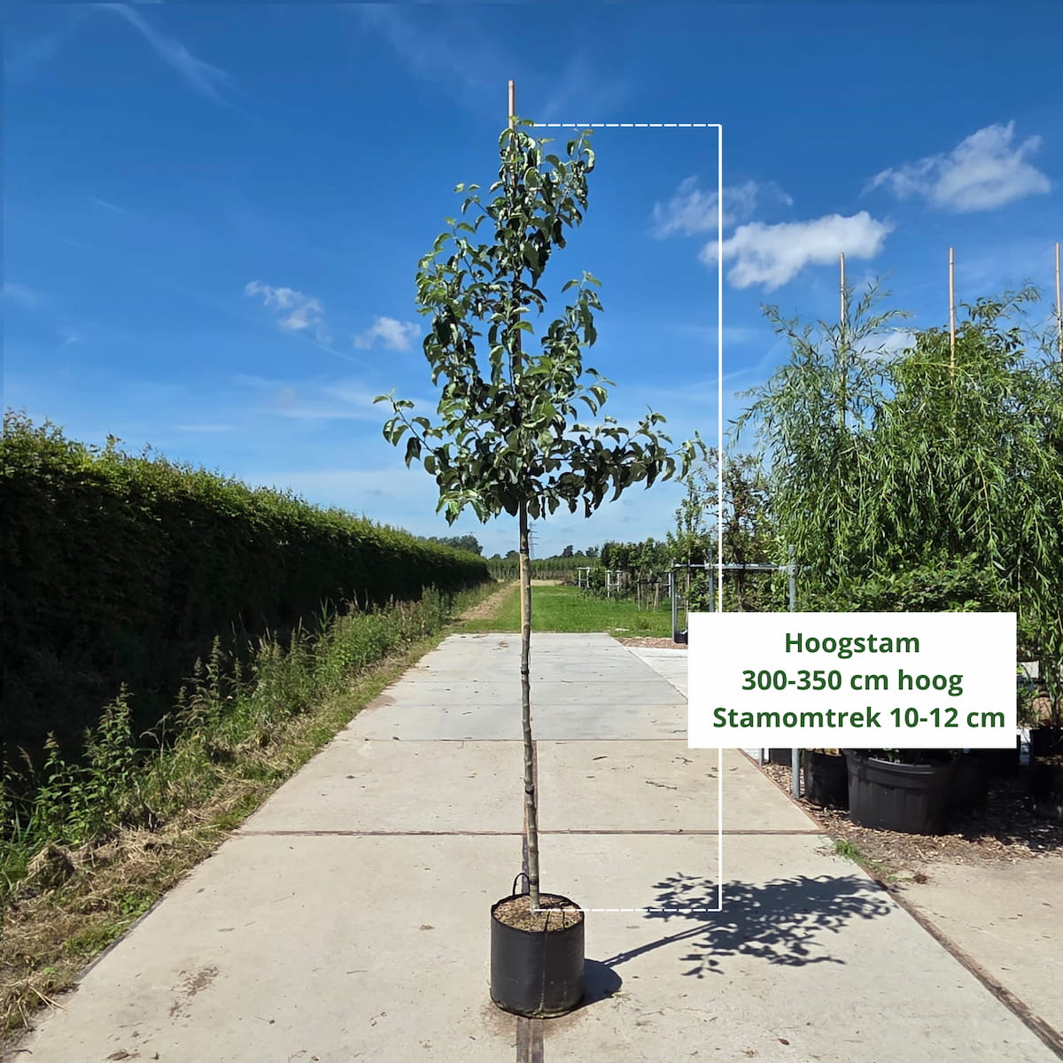 Elstar Appelboom (favoriet)