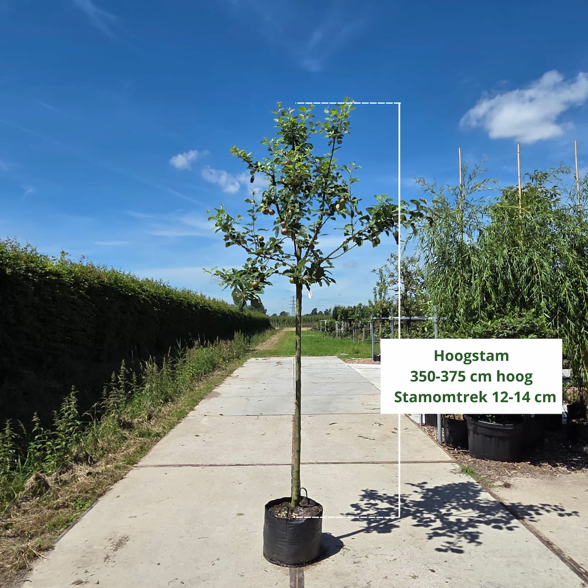 Elstar Appelboom (favoriet)