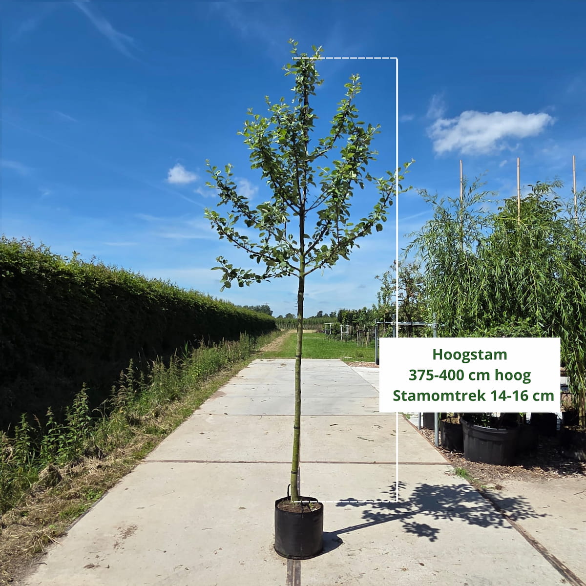 Elstar Appelboom (favoriet)