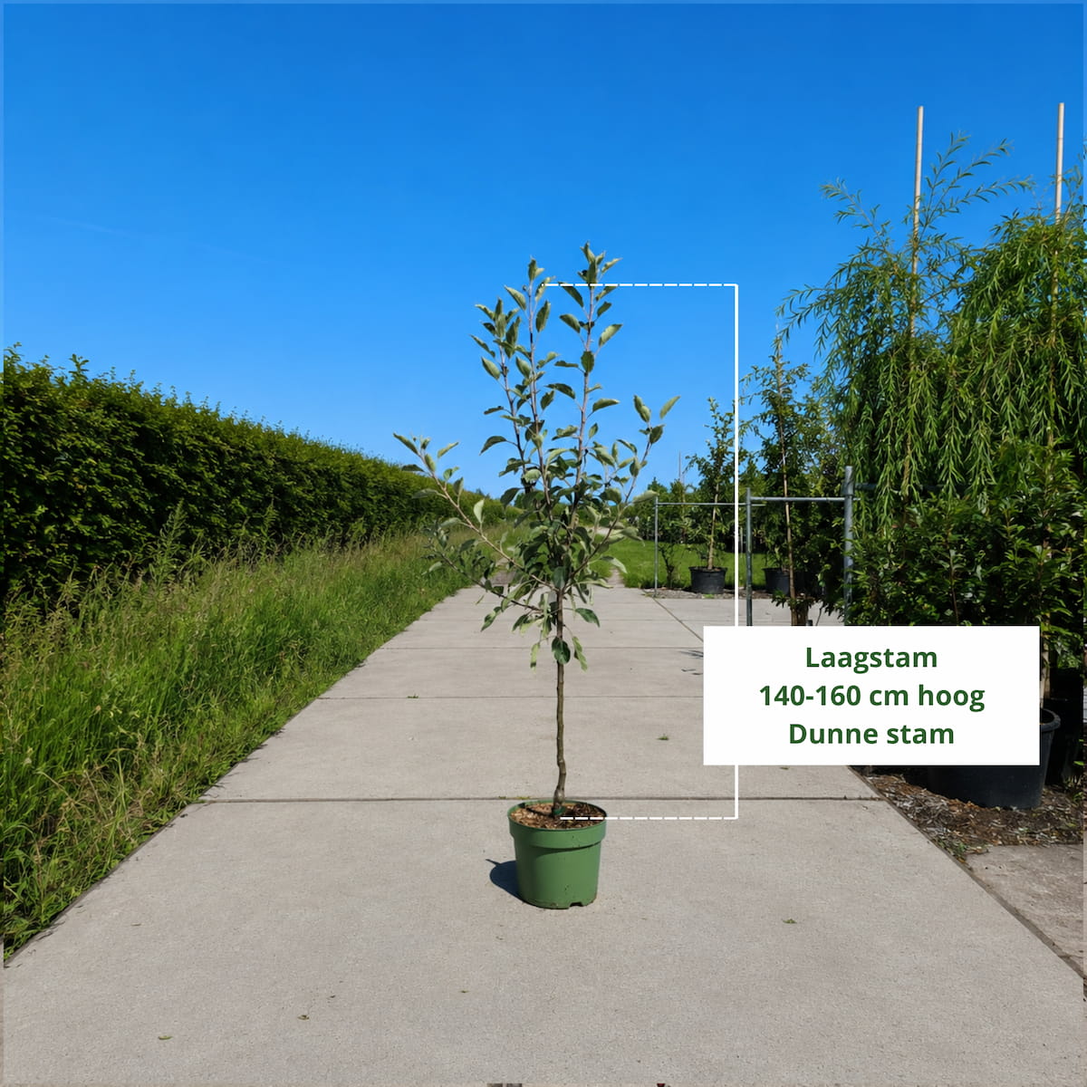 Elstar Appelboom (favoriet)