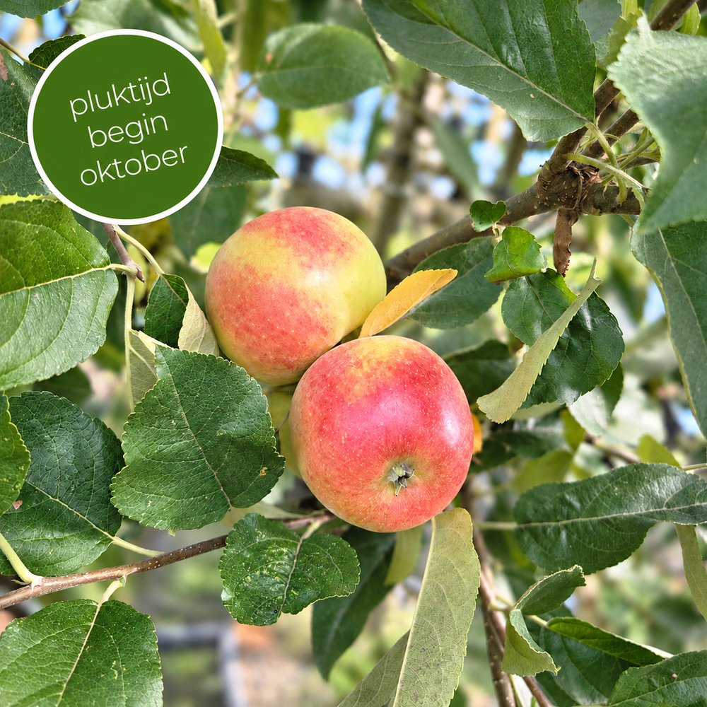 Ecolette appelboom