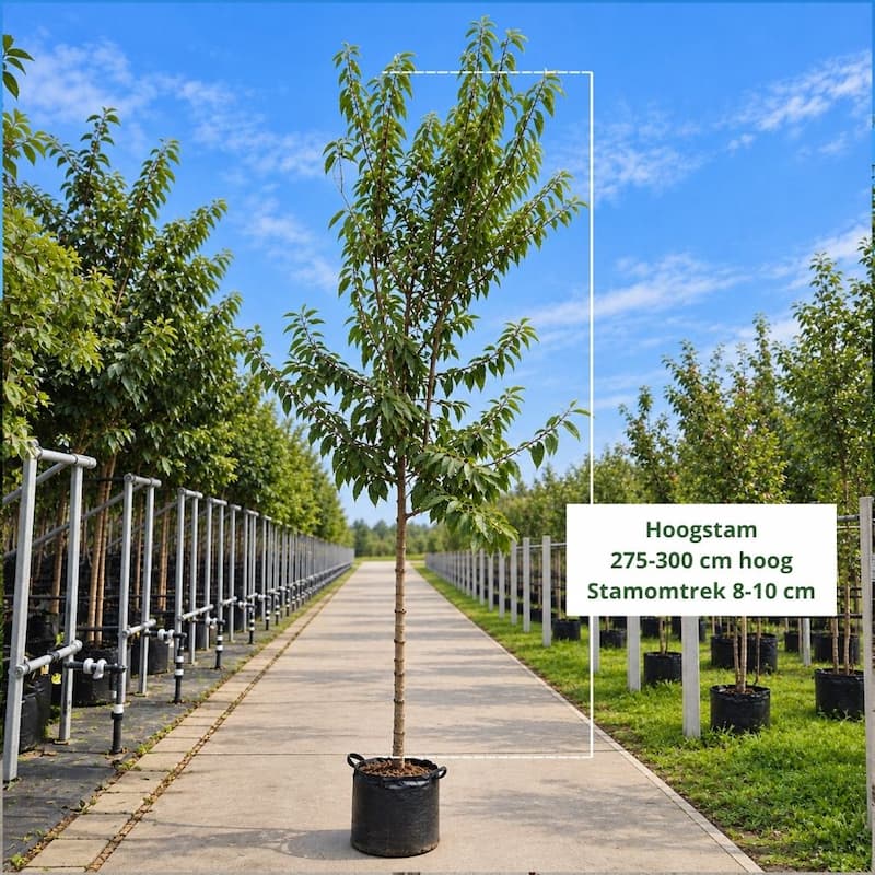 Amandelboom (Prunus avajor)