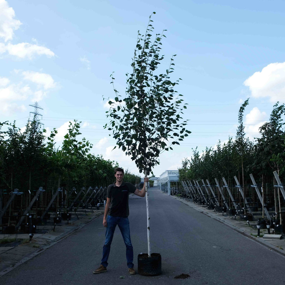 Himalayaberk (Betula utilis Jacquemontii)