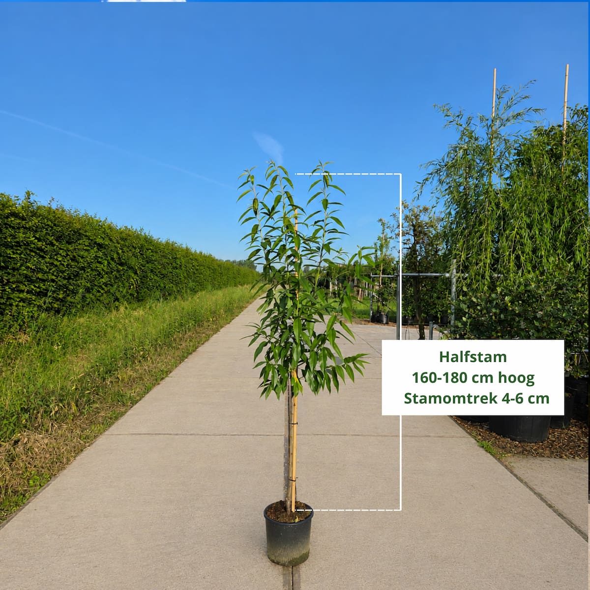 Amandelboom (Prunus Robijn)