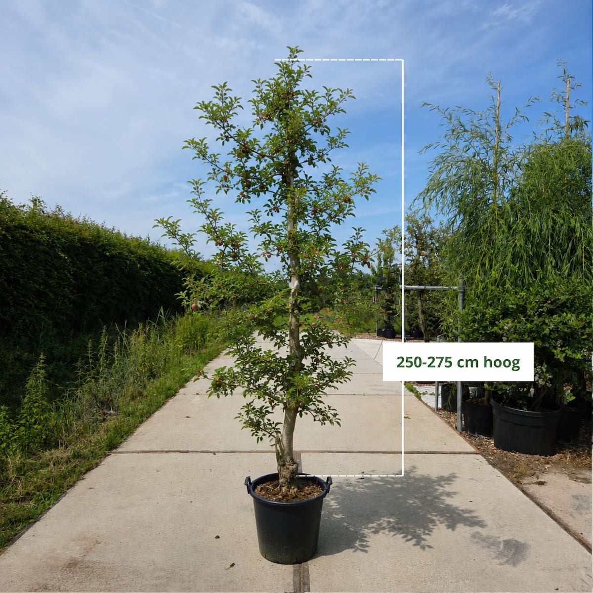 Oude appelboom (Malus Elstar)