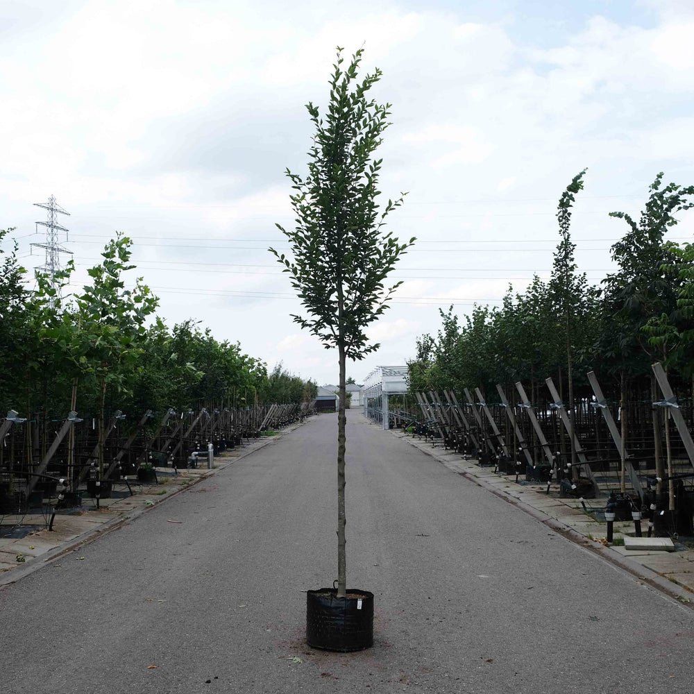 Carpinus betulus Fastigiata (Beukenboom)
