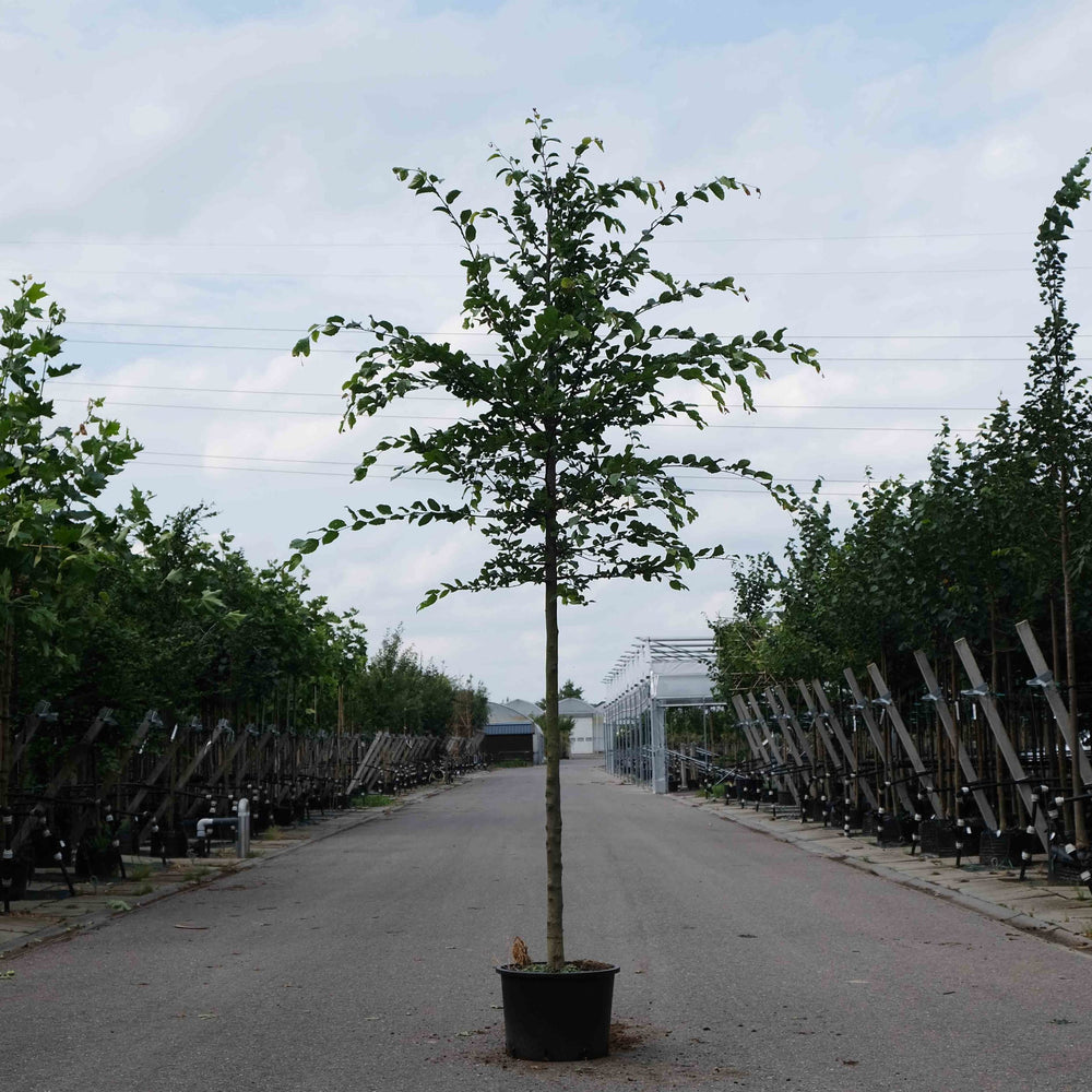 Carpinus betulus (Beukenboom)