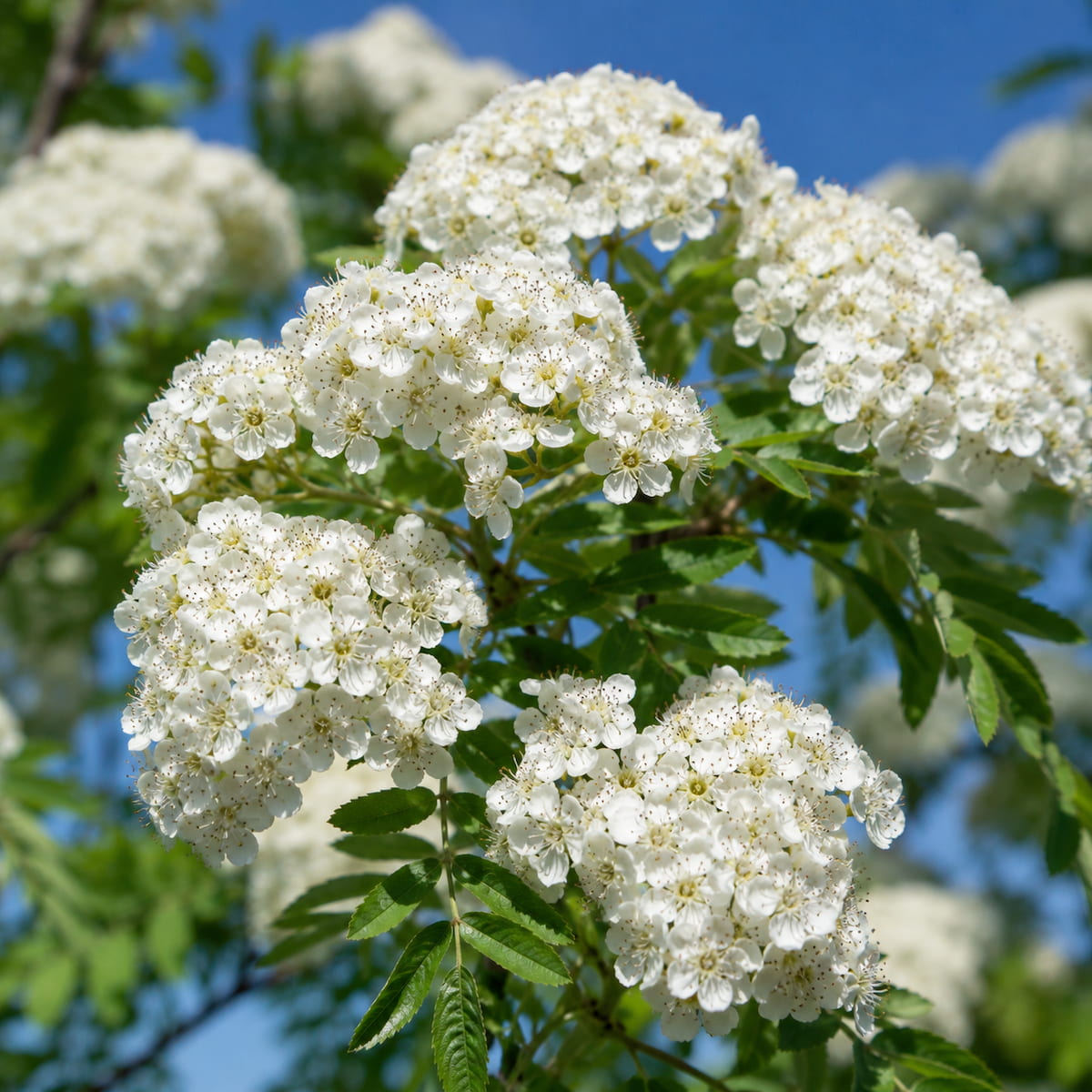 Meerstammige lijsterbes (Sorbus aucuparia)