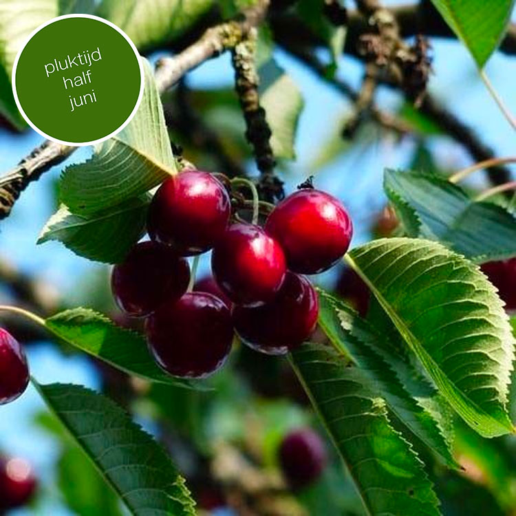 Kersenboom Prunus Bigarreau Burlat (zoet, vroege oogsttijd)