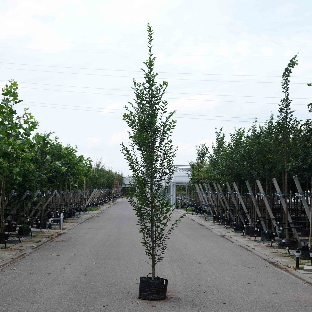 Zuilhaagbeuk (Carpinus betulus Fastigiata)
