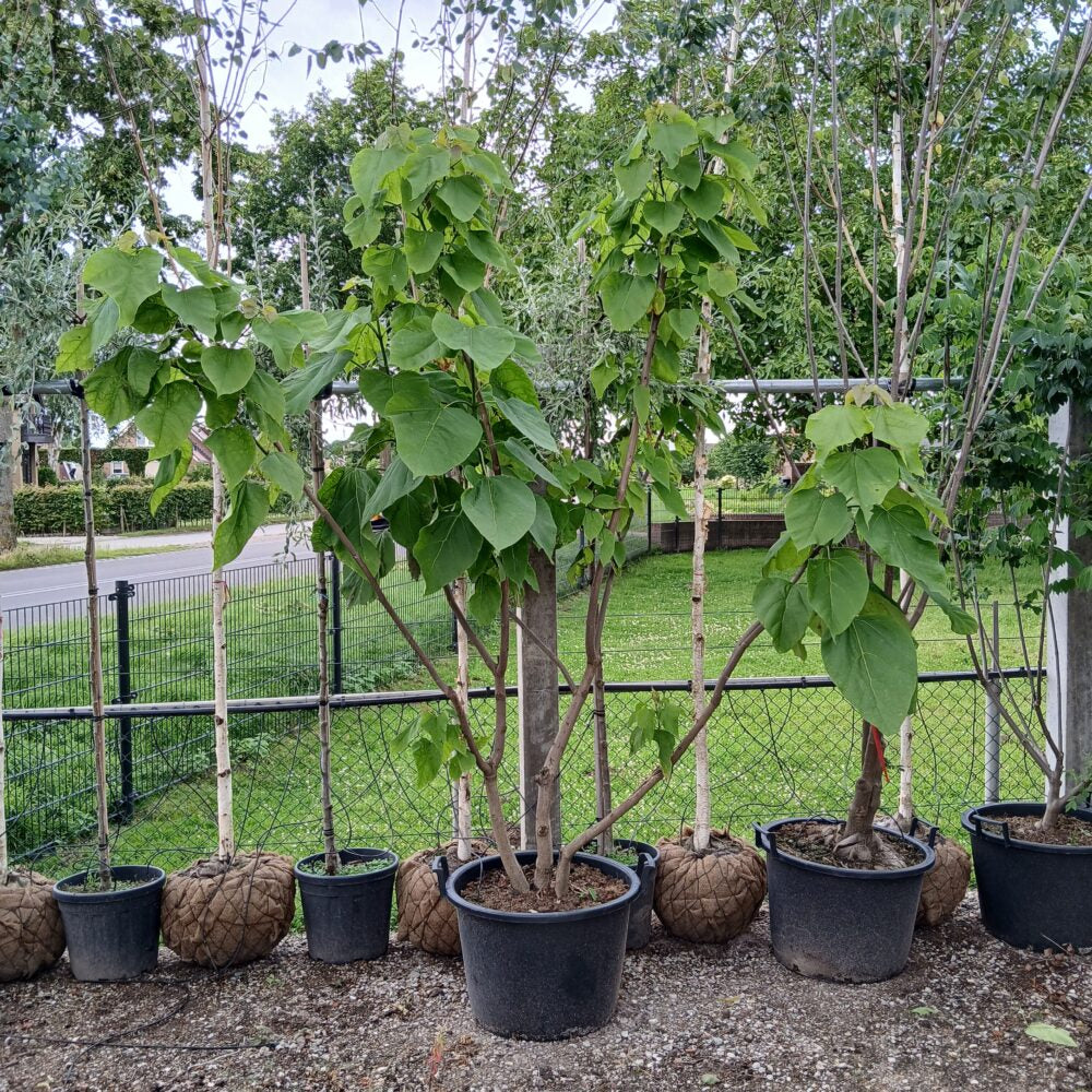 Trompetboom meerstammig