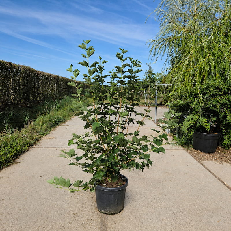 Gelderse roos – Viburnum opulus meerstammig