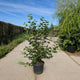 Gelderse roos – Viburnum opulus meerstammig