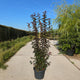 Malus toringo ‘Scarlett’ meerstammig met donkerrood blad