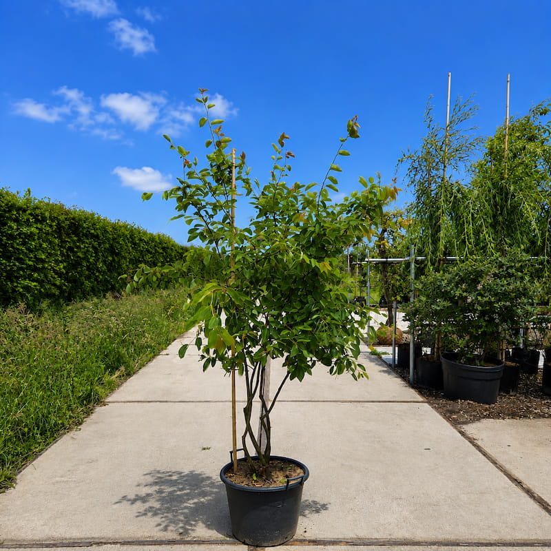 Meerstammige krentenboom ‘Robin Hill’ (Amelanchier arborea)