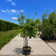 Meerstammige krentenboom ‘Robin Hill’ (Amelanchier arborea)