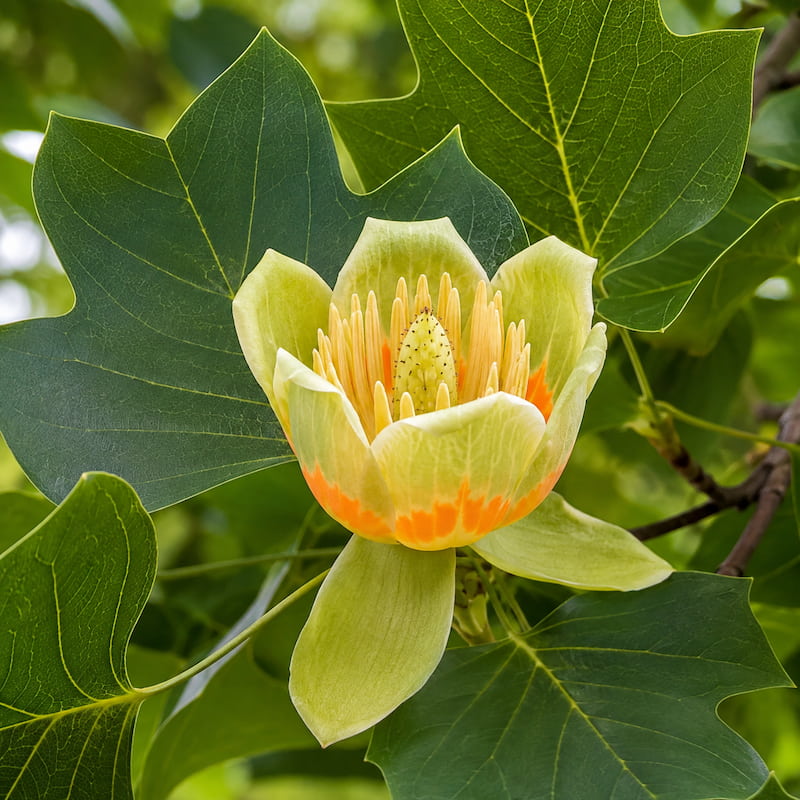 Liriodendron bloem