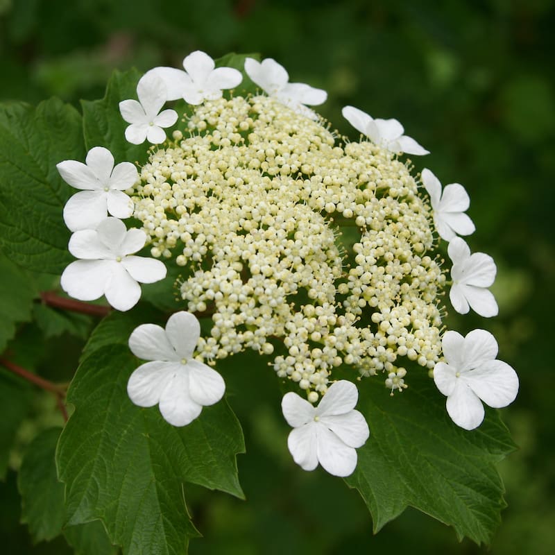 Viburnum opulus Gelderse roos met witte schermbloemen