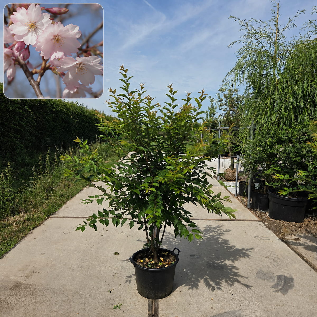 Sierkers (Prunus ‘Autumnalis’) meerstammig