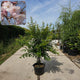 Sierkers (Prunus ‘Autumnalis’) meerstammig