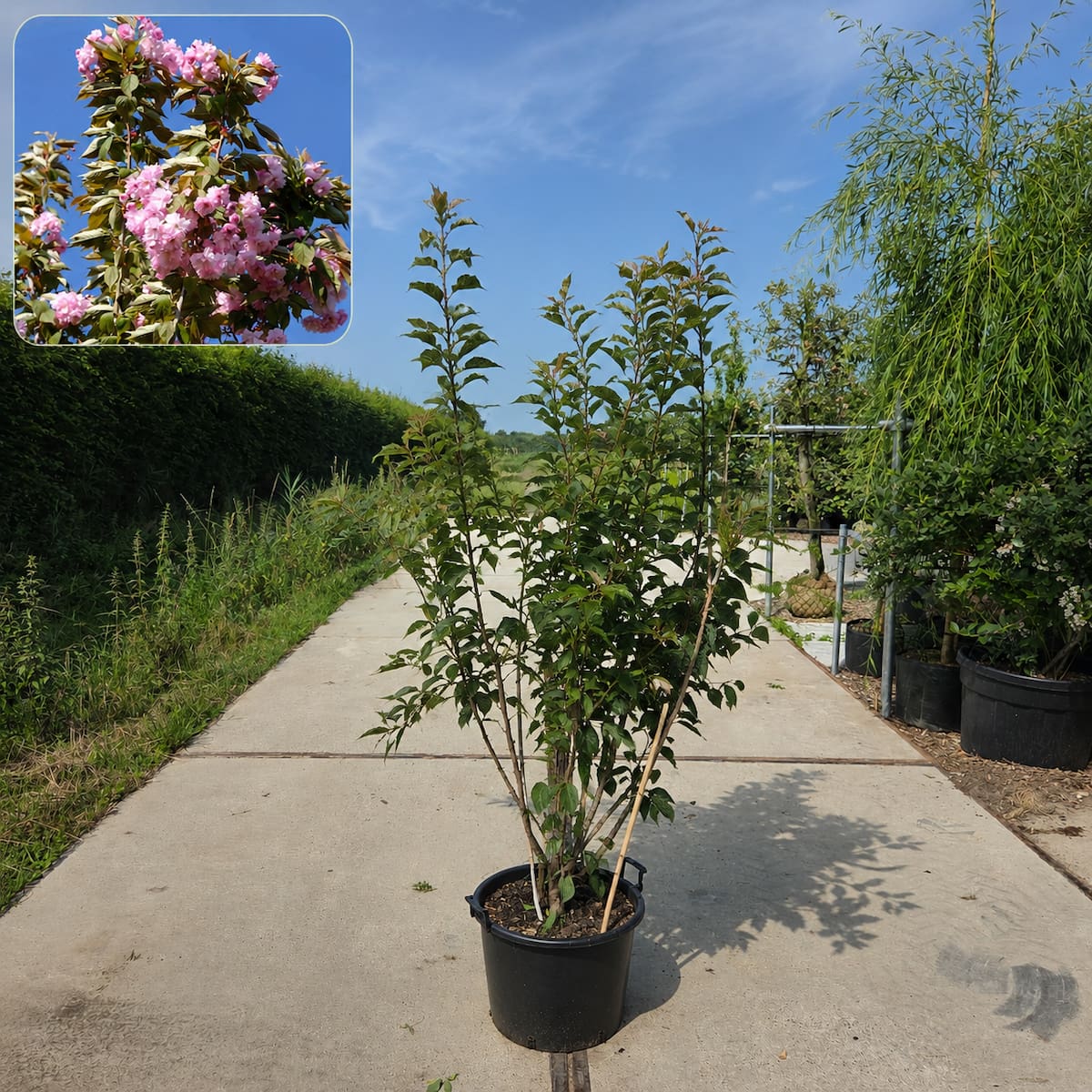 Sierkers (Prunus ‘Kanzan’) meerstammig