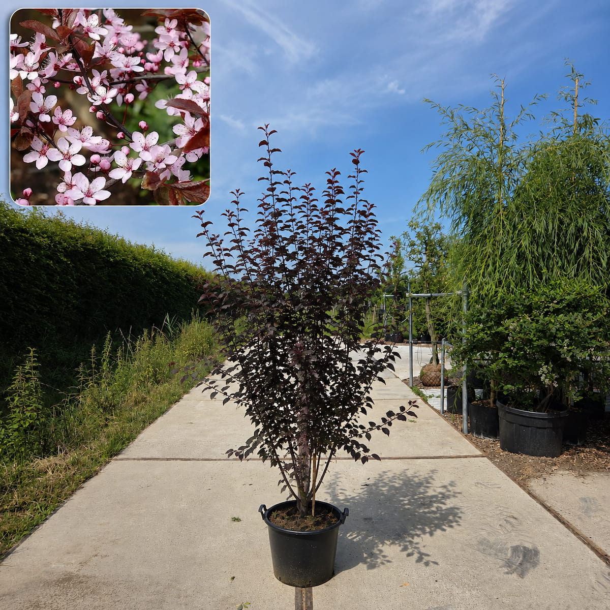 Meerstammige Prunus ceracifera Nigra (rode kerspruim)