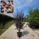 Meerstammige Prunus ceracifera Nigra (rode kerspruim)