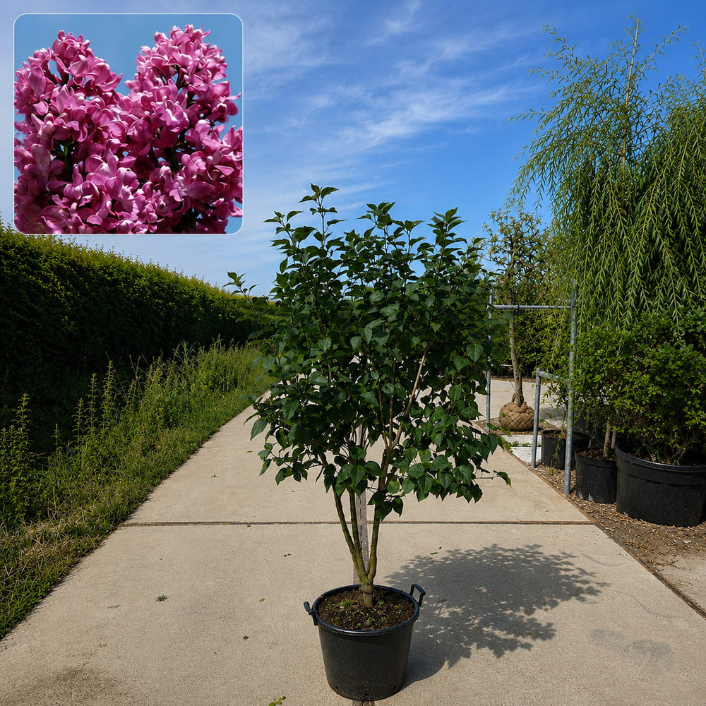 Sering (Syringa vulgaris Charles Joly)