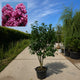 Sering (Syringa vulgaris Charles Joly)