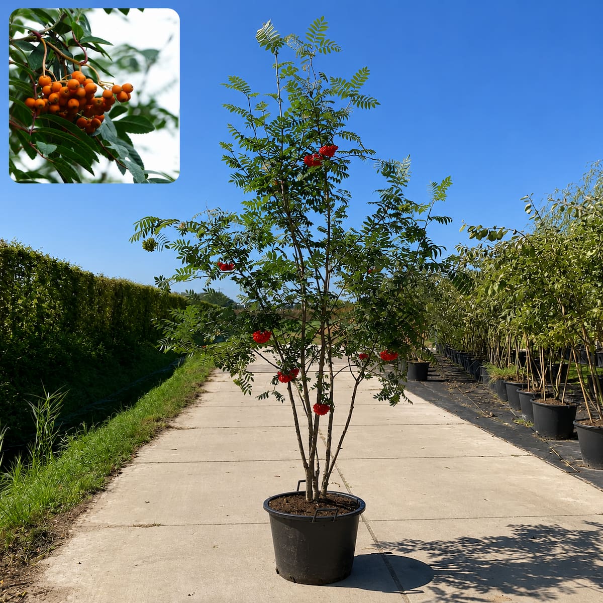 Meerstammige lijsterbes (Sorbus aucuparia)