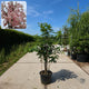 Zuilvormige sierkers meerstammig (Prunus Amanogawa)