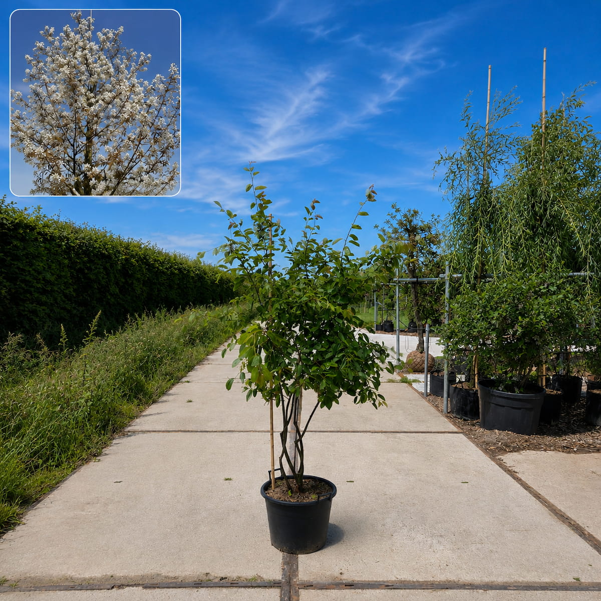 Meerstammige krentenboom (Amelanchier lamarckii)