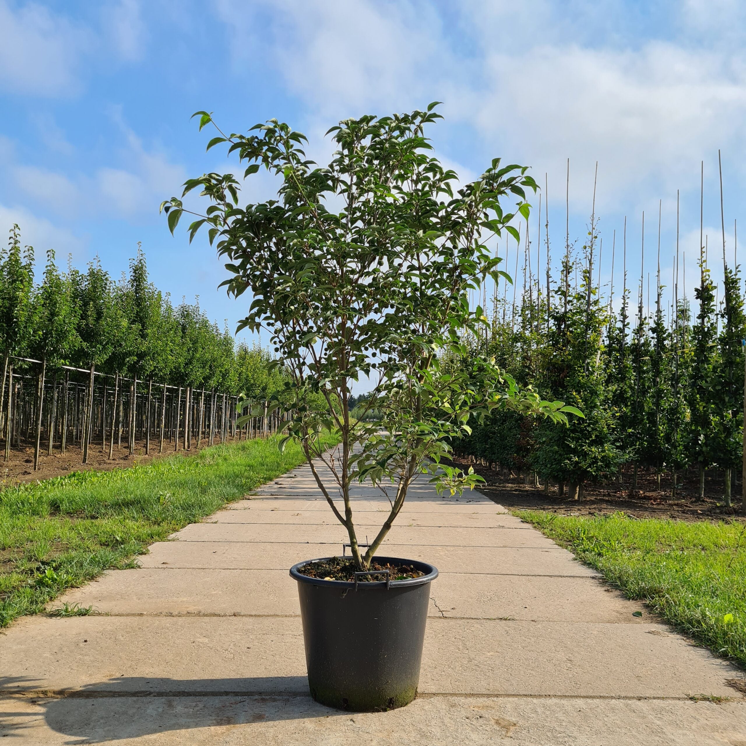 Japanse kornoelje (Cornus kousa Chinensis)