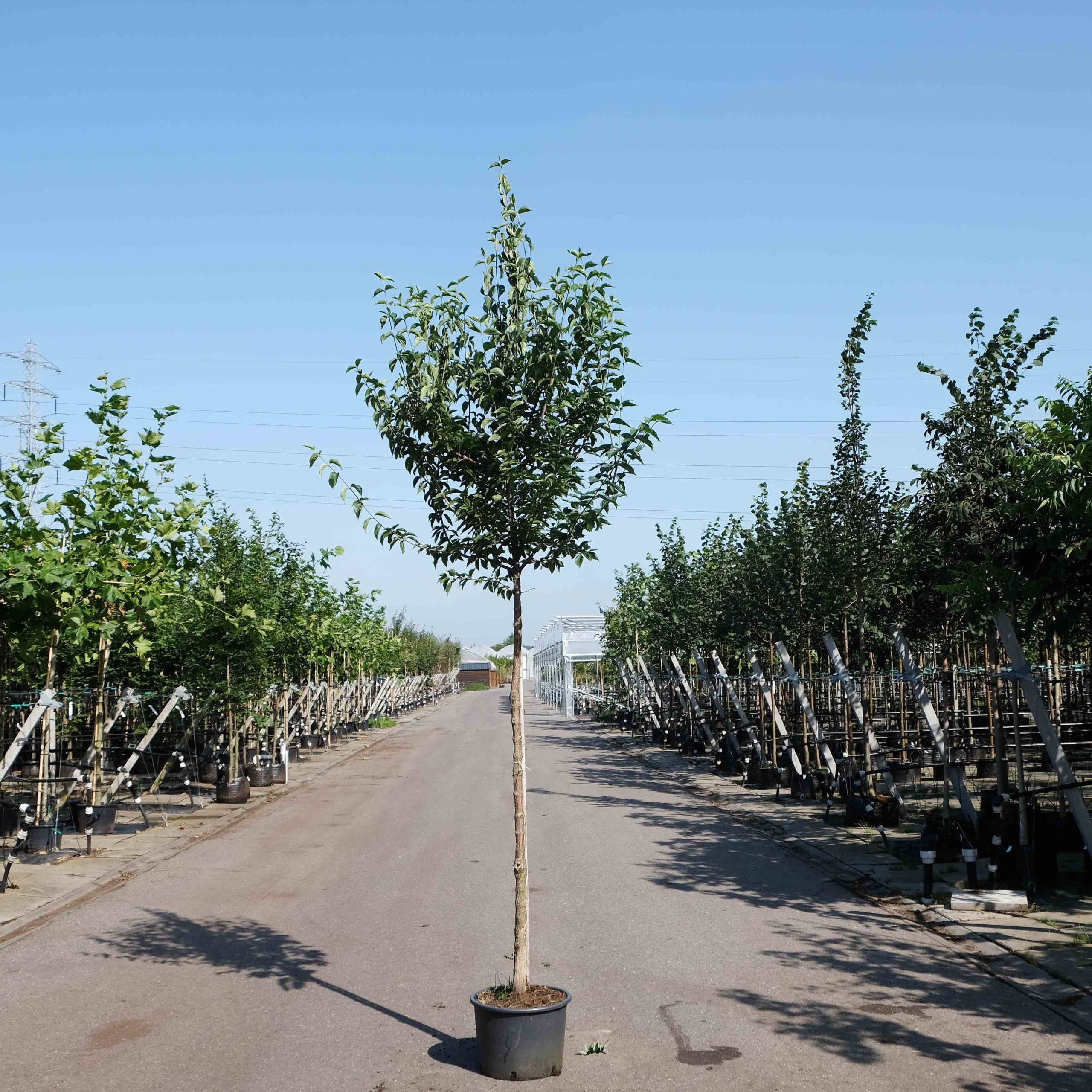 Gele kornoelje boom (Cornus mas)
