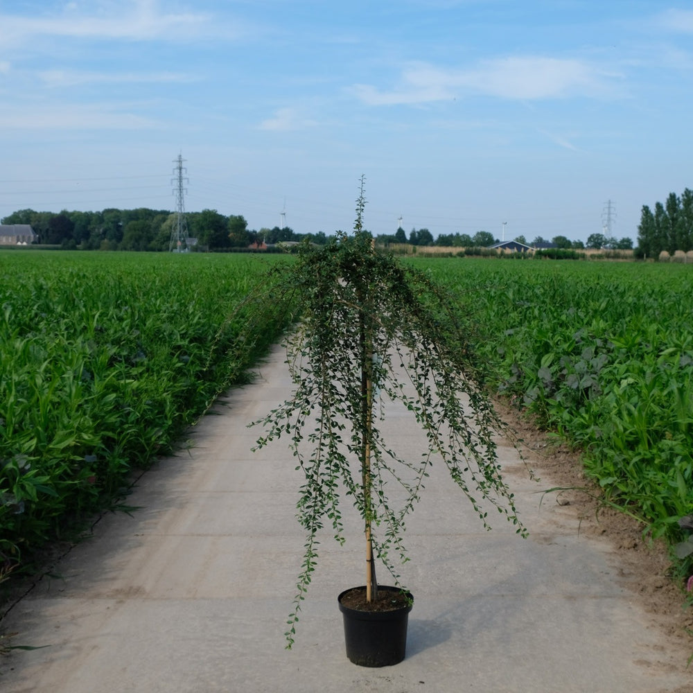 Cotoneaster op stam (suecicus Coral Beauty)