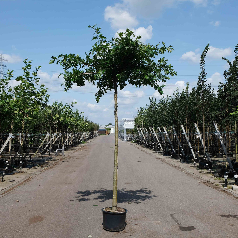 Dakmoeraseik (Quercus palustris)
