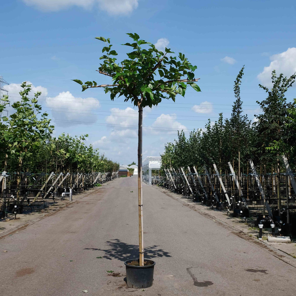 Dakmoerbei Morus alba Fruitless