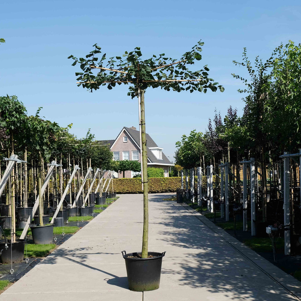 Daklinde  (Tilia platyphyllos Pallida)