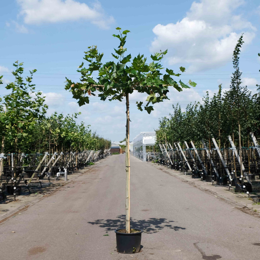 Dakplataan (Platanus hispanica acerifolia)