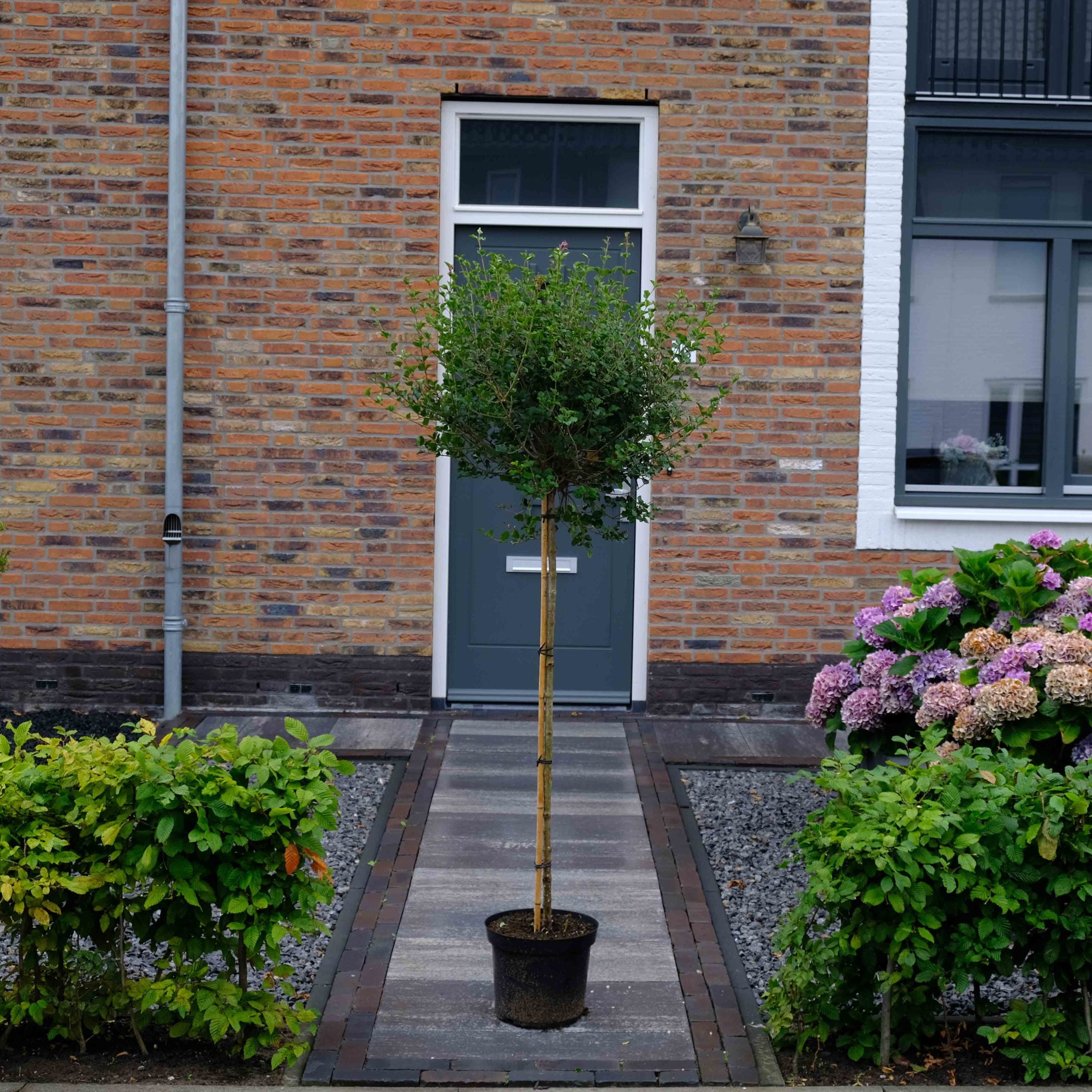 Dwergsering op stam (syringa Palibin)