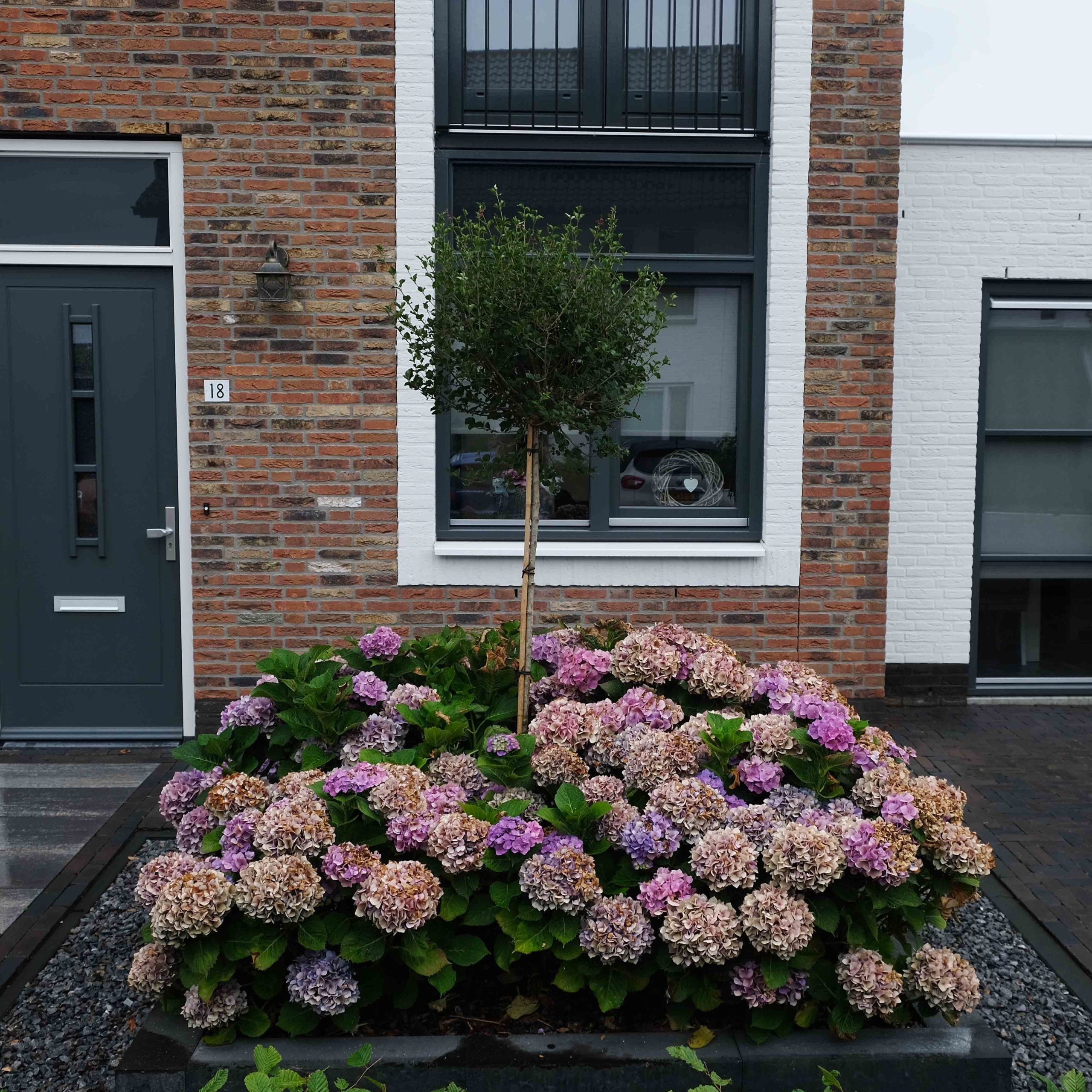 Dwergsering op stam (syringa Palibin)