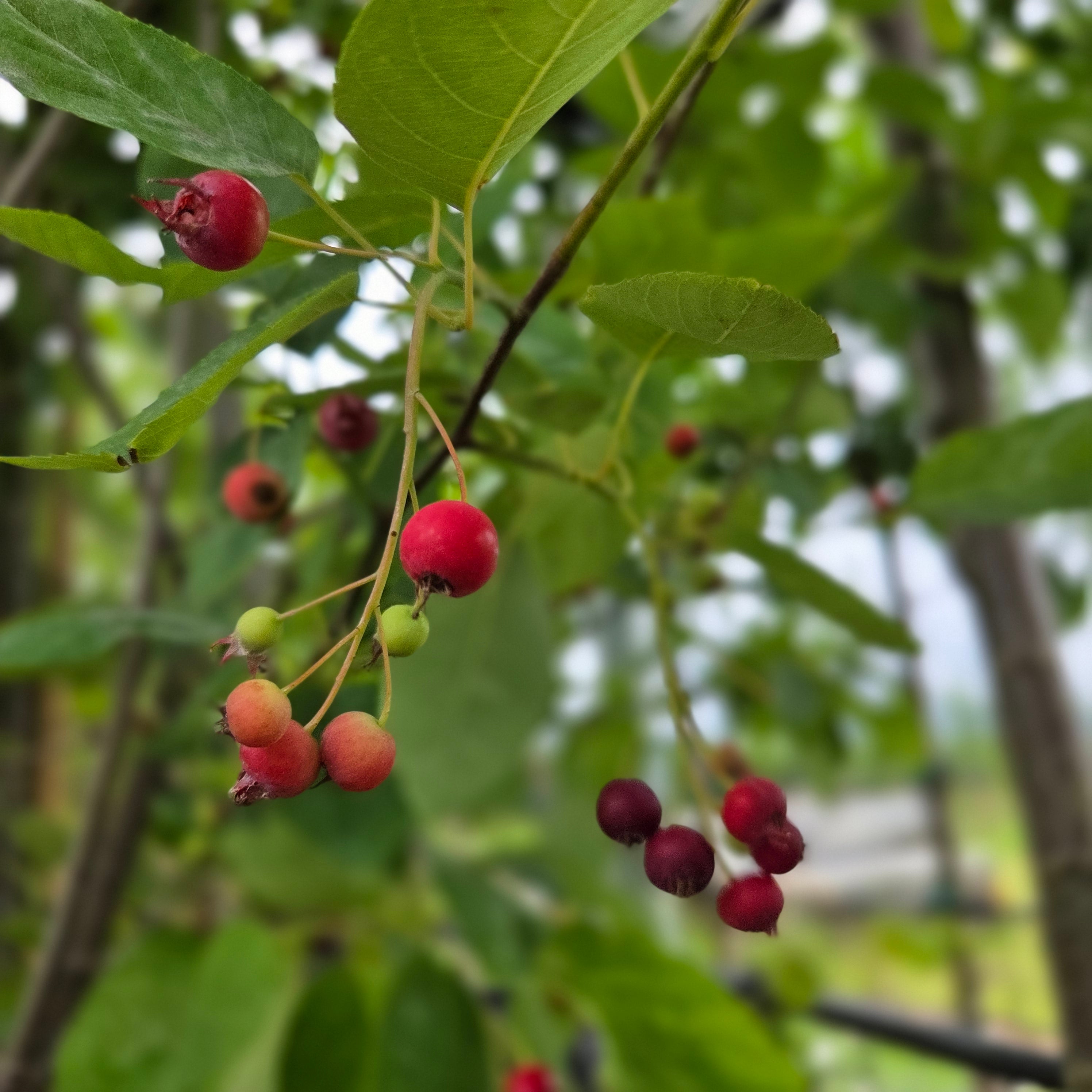 Krentenboom (Amelanchier lamarckii)