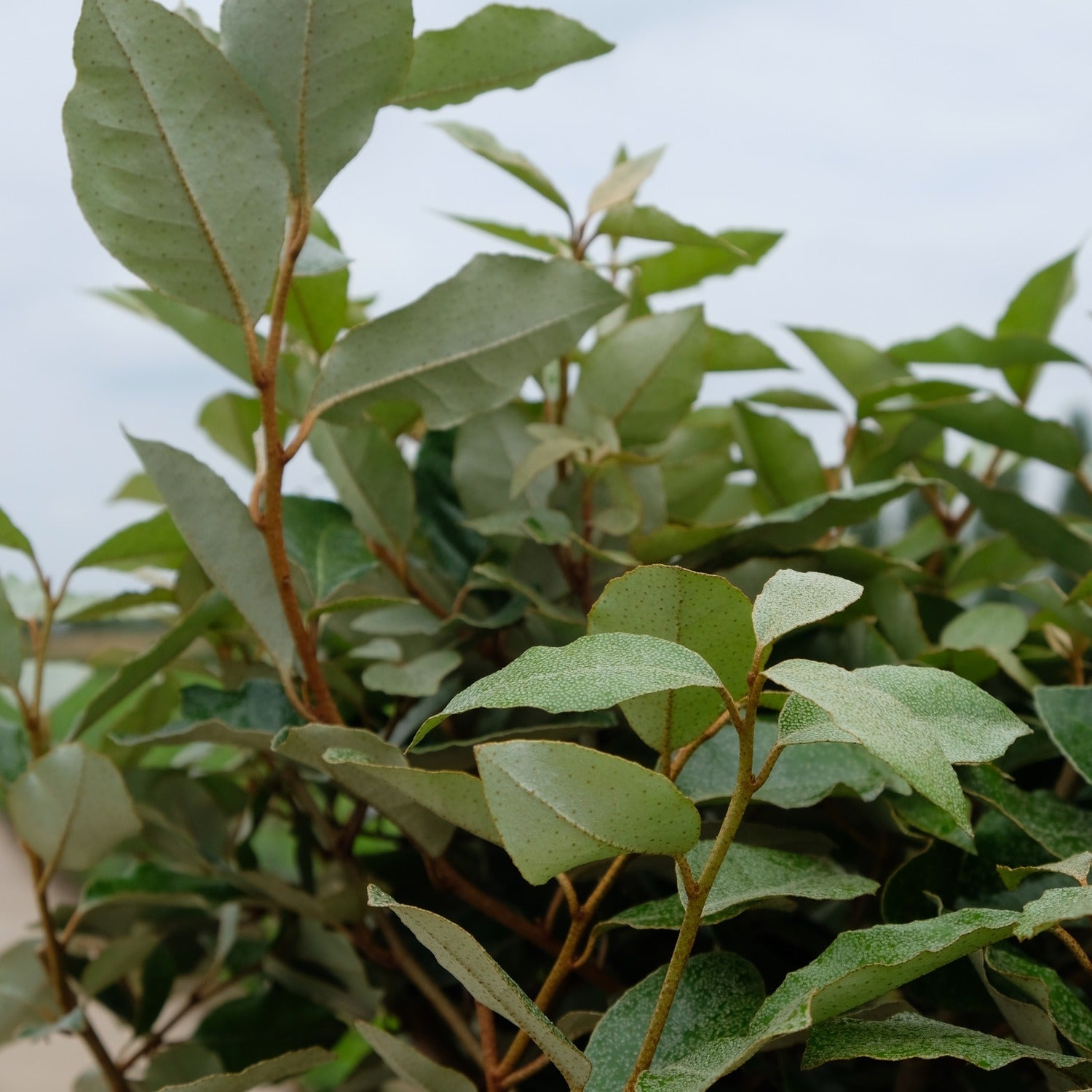 Elaeagnus ebbingei op stam