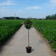 Elaeagnus ebbingei op stam