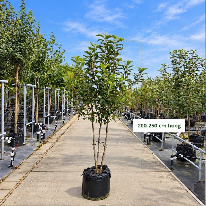 Elstar Appelboom (favoriet)