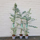 Eucalyptus gunnii