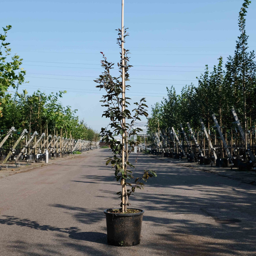 Rode zuilbeuk (Fagus sylvatica Dawyck Purple)