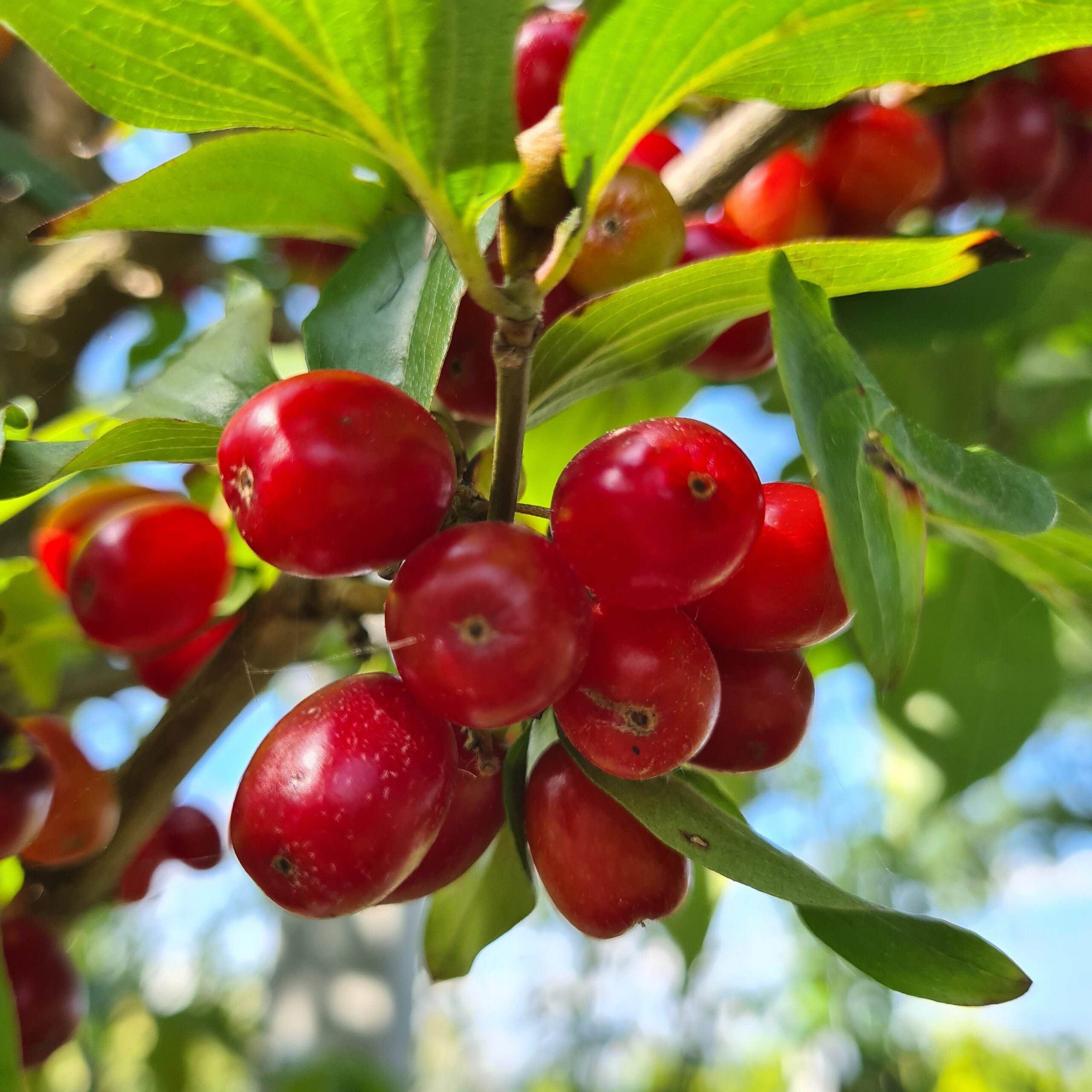 Gele kornoelje boom (Cornus mas)