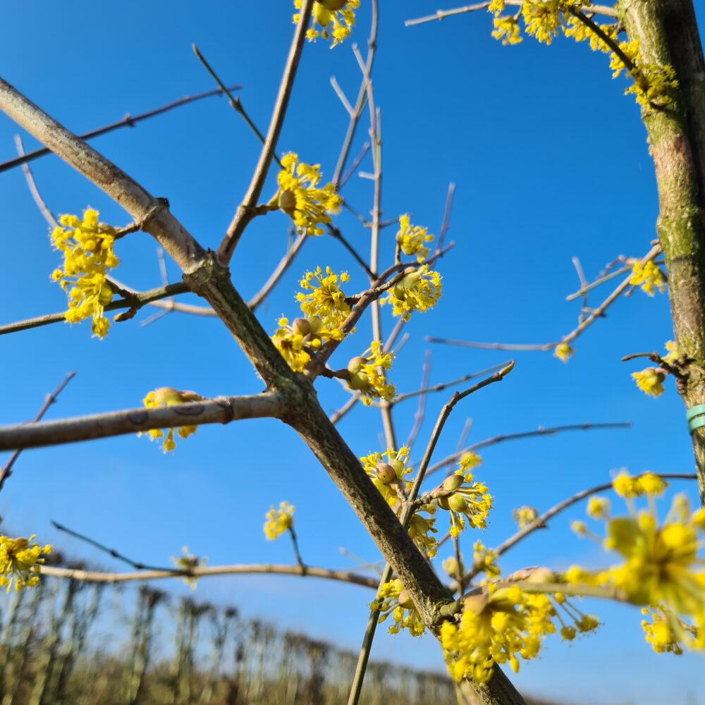 Gele kornoelje boom (Cornus mas)